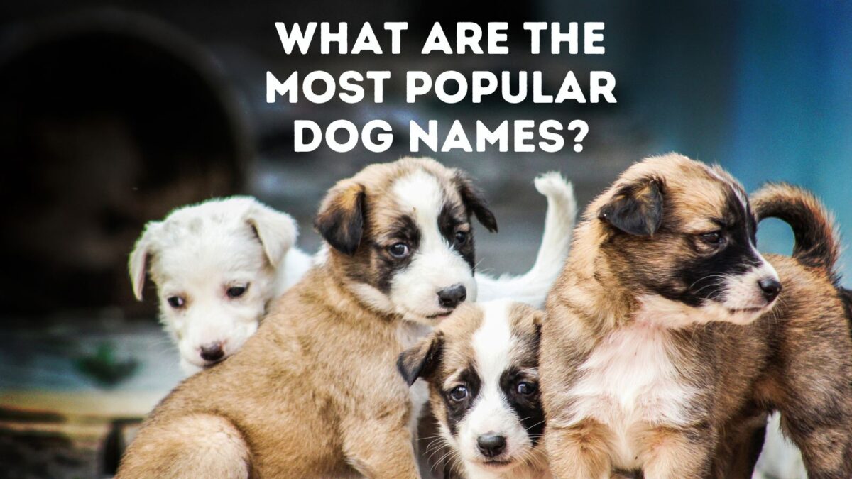 What Are the Most Popular Dog Names?