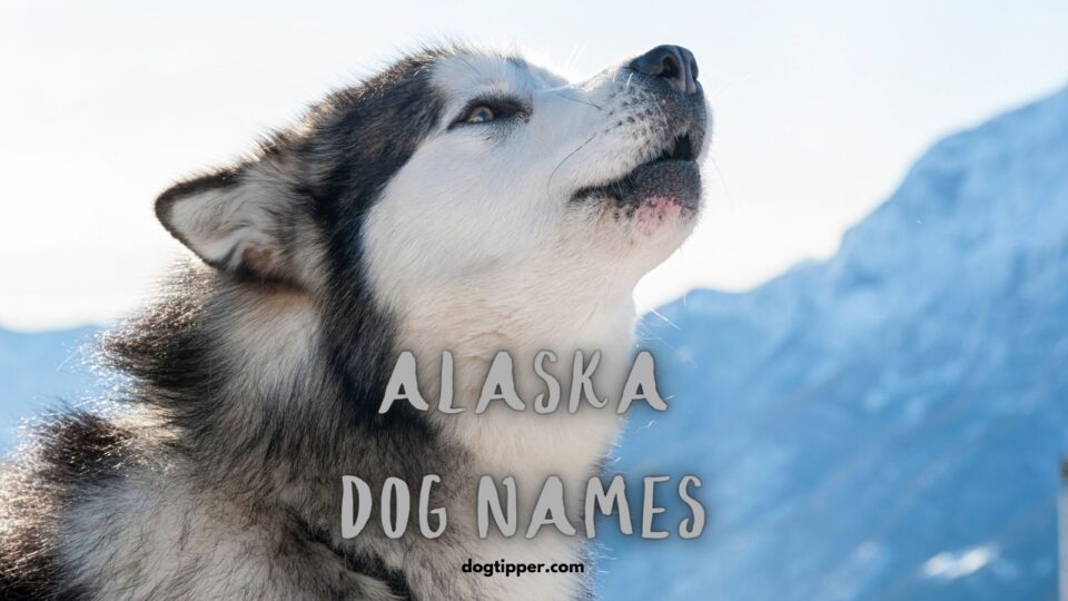 265 Alaskan Dog Names For Malamutes, Huskies, Klee Kai & More