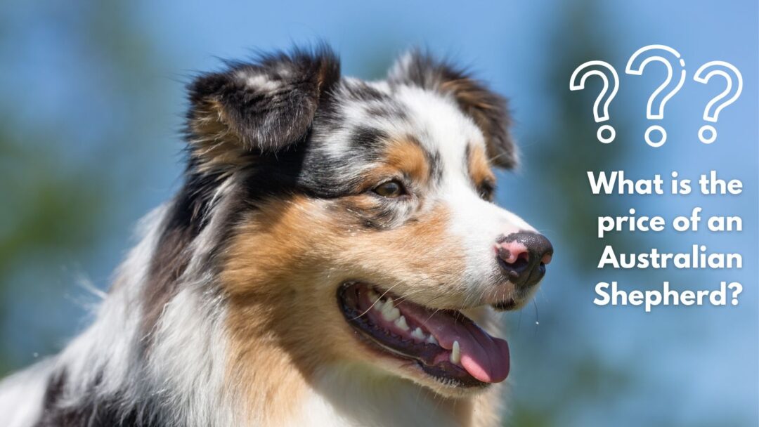 The Australian Shepherd Price Tag How Much Does an Aussie Cost?