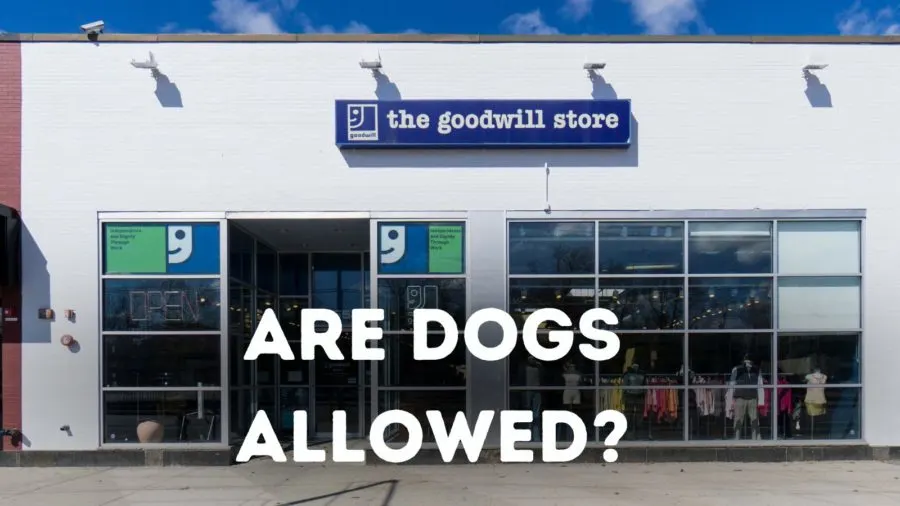 are dogs allowed in goodwill stores