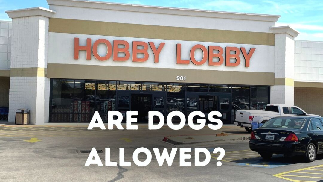 Does Hobby Lobby Allow Dogs?