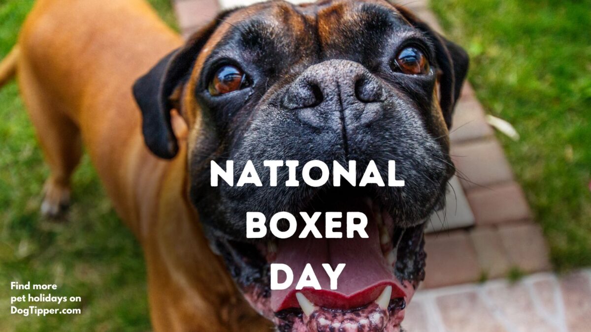 National Boxer Day