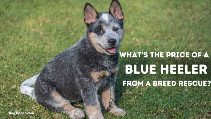 What’s the Price of Adopting an Australian Cattle Dog at a Breed Rescue?
