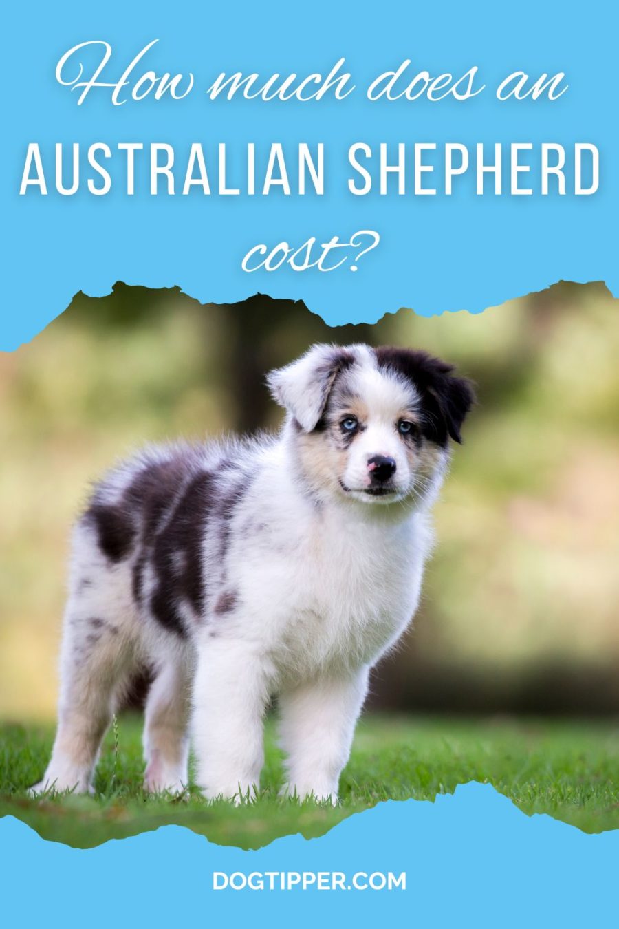 Australian Shepherd dog breed information & cost