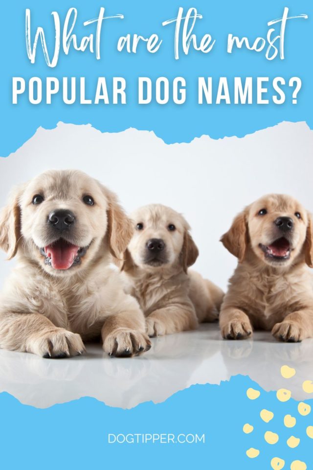 What Are the Most Popular Dog Names? (2023)