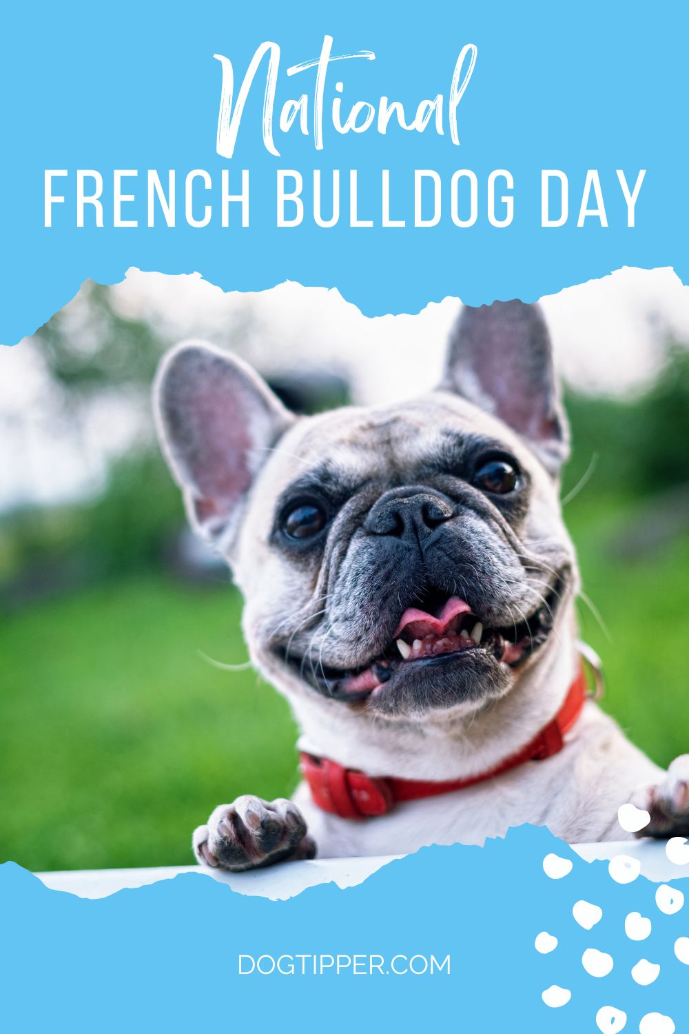National French Bulldog Day ReportWire