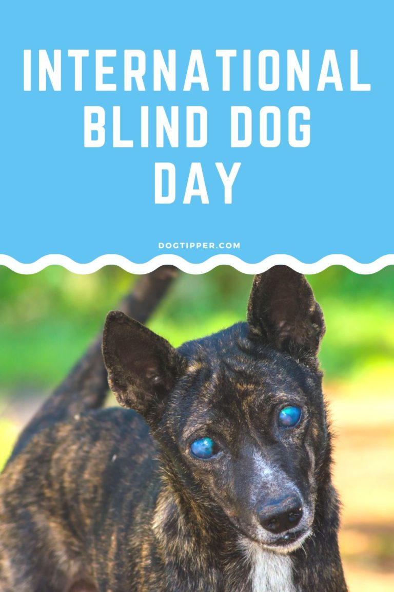 International Blind Dog Day