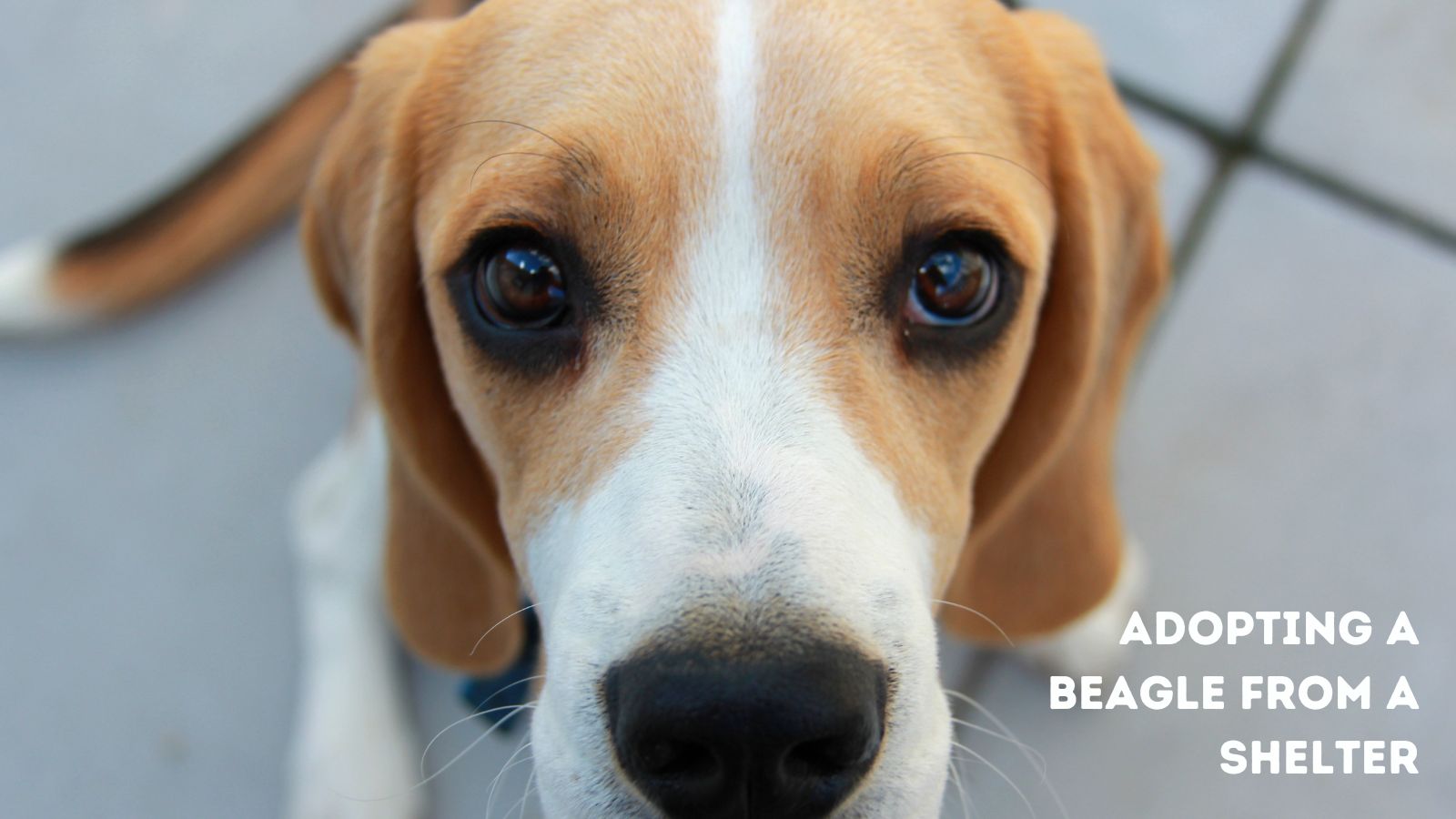 The Beagle Price: Breeders, Rescues & Shelters