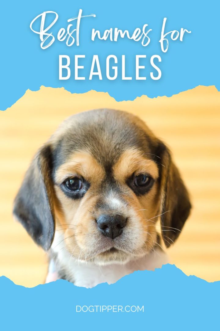 175 Beagle Names for Tricolor, Red & White and Lemon Beagles!