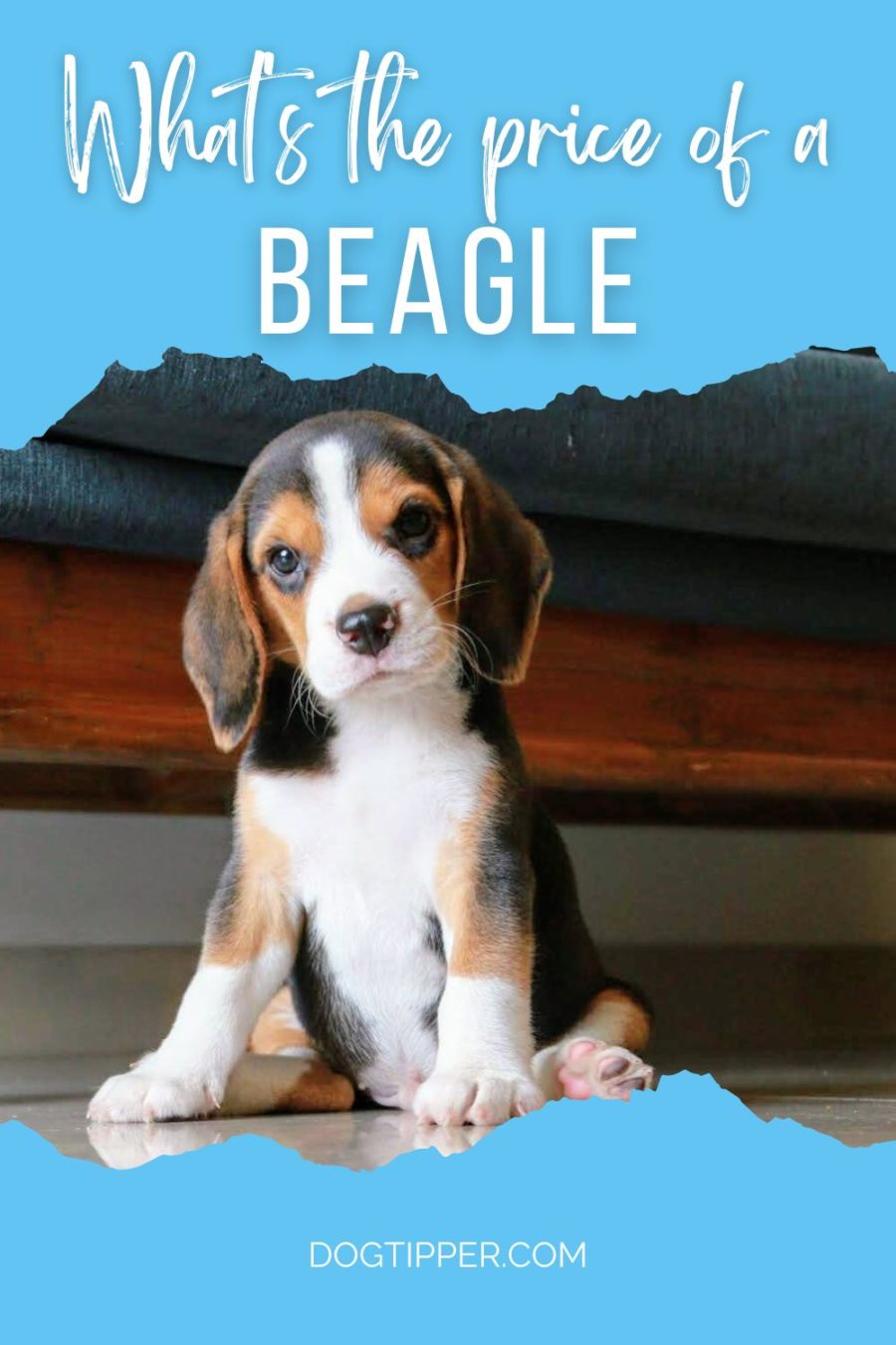 The Beagle Price: Breeders, Rescues & Shelters