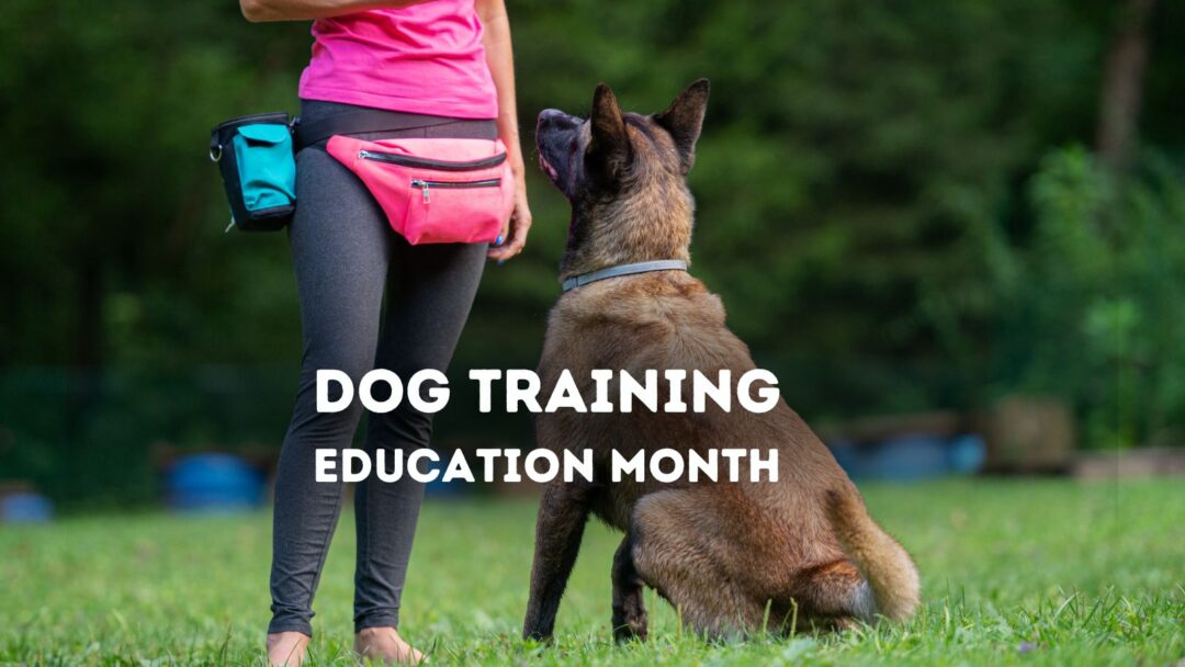 Dog Training Education Month