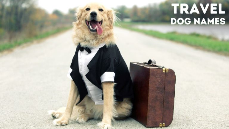 travel dog meaning