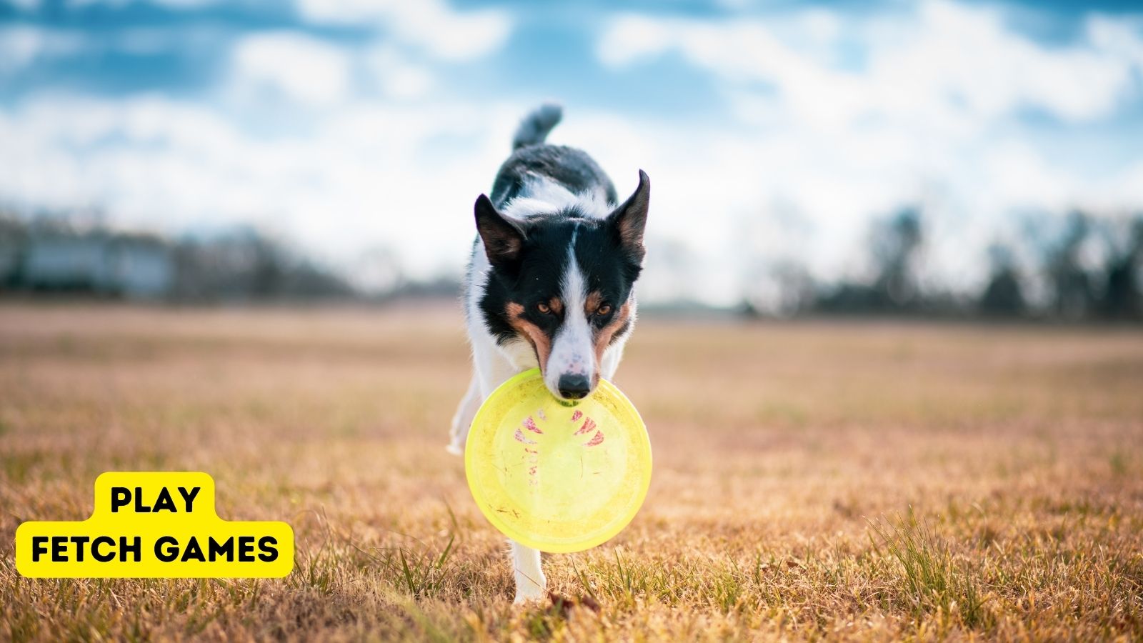 10 Dog Games Your Dog Will Love to Play