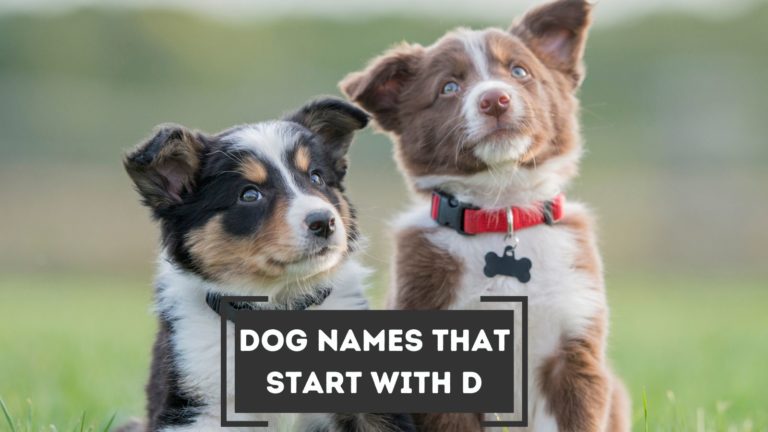 canine-names-that-begin-with-d-with-meanings-2023-dogs-latest