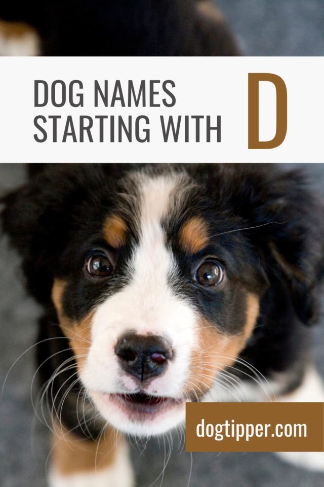 dog-names-that-start-with-d-with-meanings