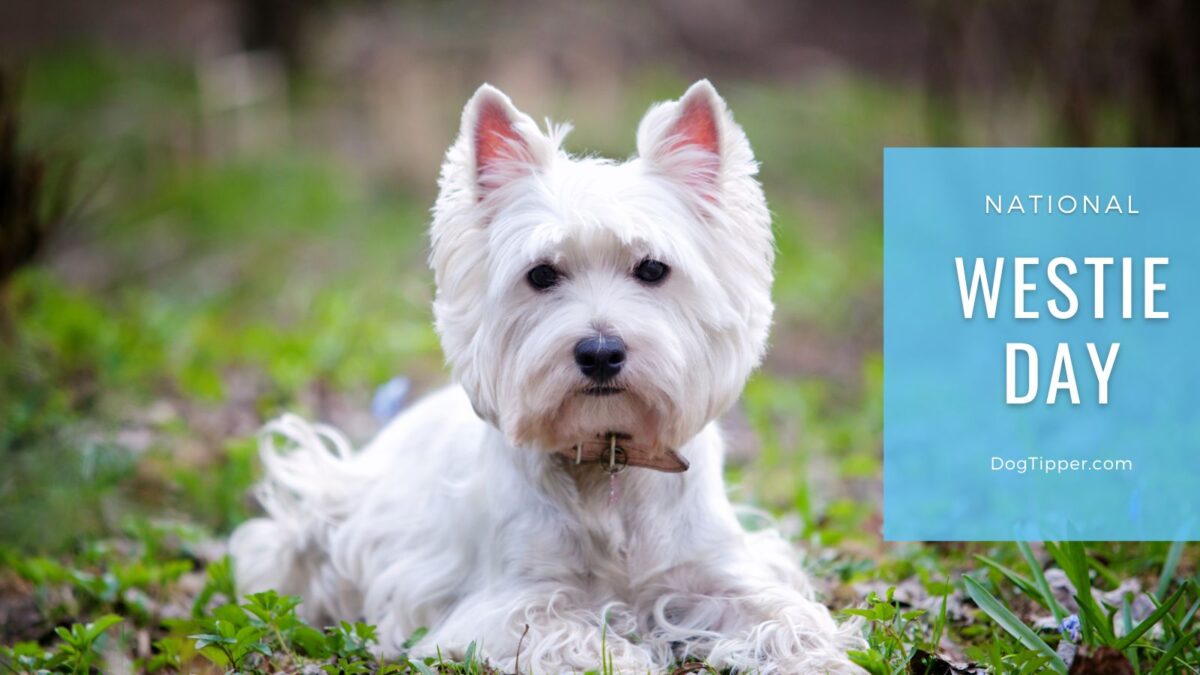 National Westie Day Celebrating the Charm of West Highland White Terriers