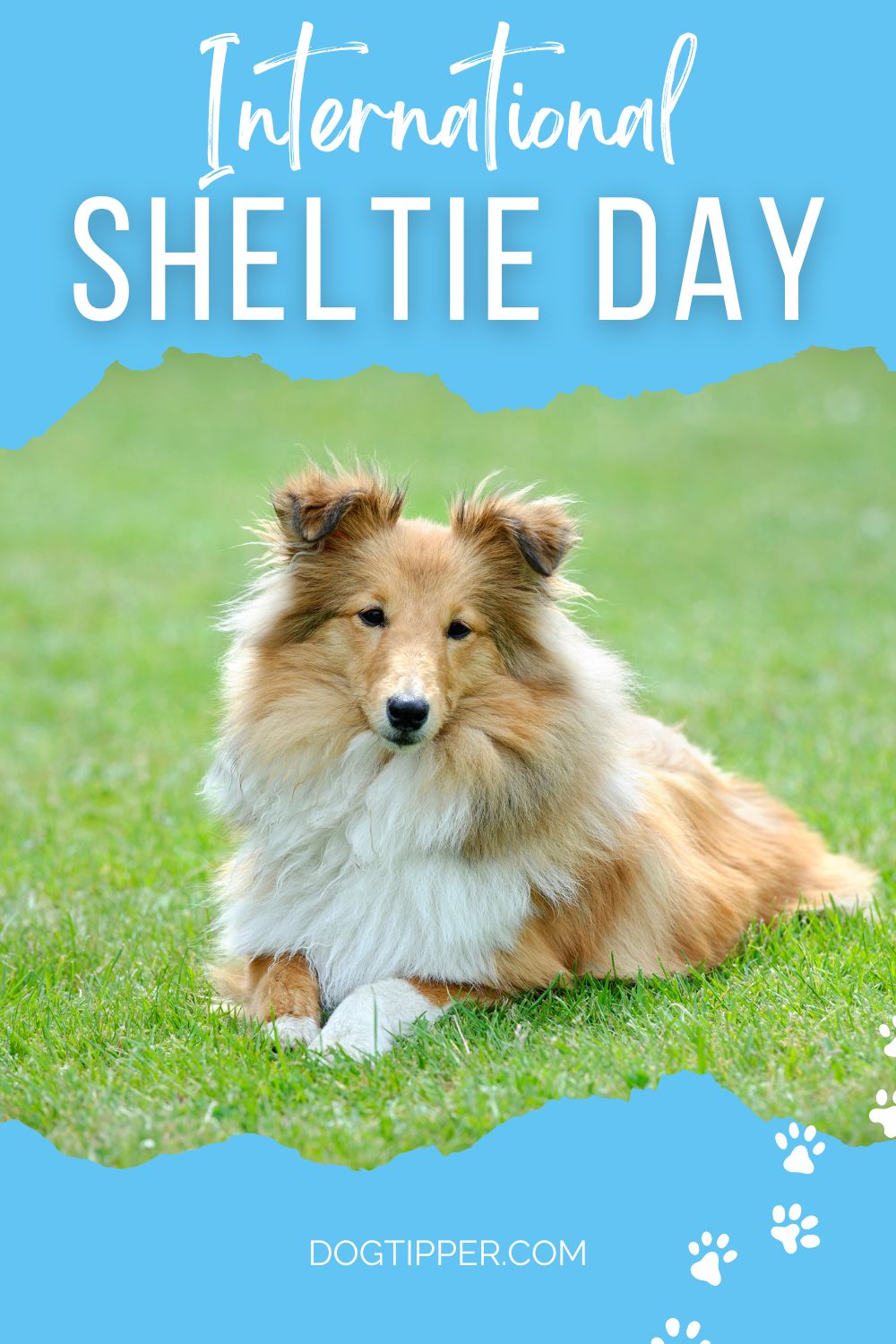 International Sheltie Day