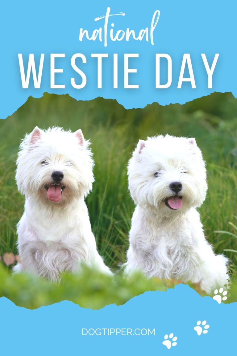 National Westie Day Celebrating the Charm of West Highland White Terriers