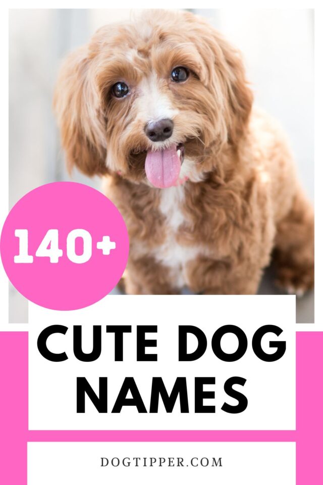 140-cute-dog-names-for-your-little-or-big-cutie