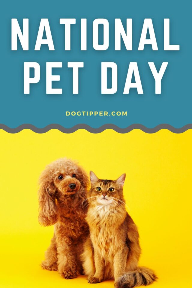 National Pet Day: Honoring Their Unconditional Love