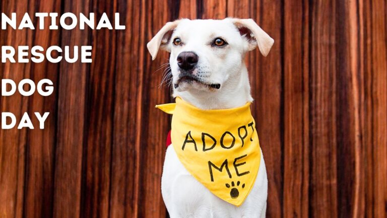 Featured Natl Rescue Dog Day 768x432 