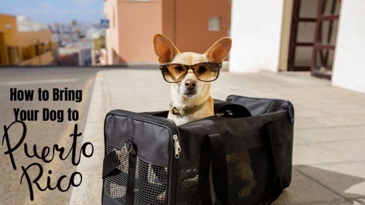 travel to puerto rico dog