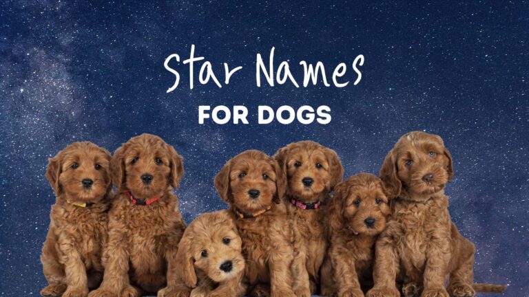 110-star-names-for-dogs-celestial-names-for-your-stellar-pup