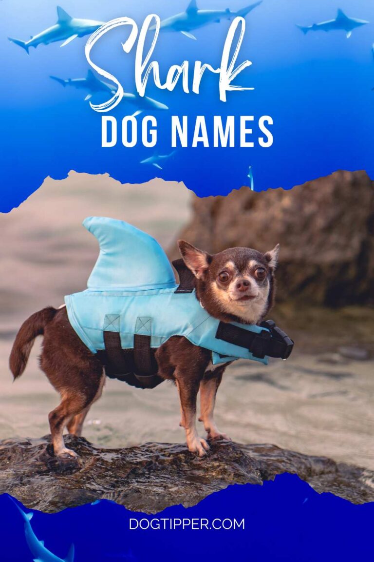 shark-names-for-your-toothy-pup