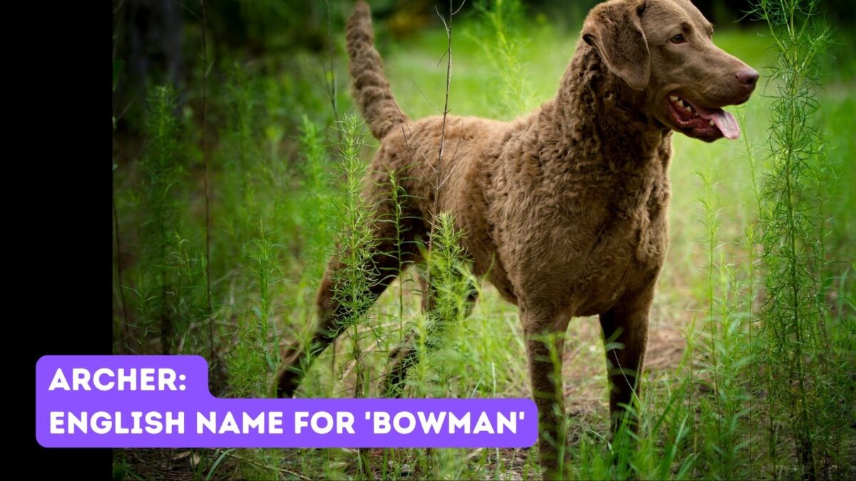 220-hunting-dog-names-with-meanings