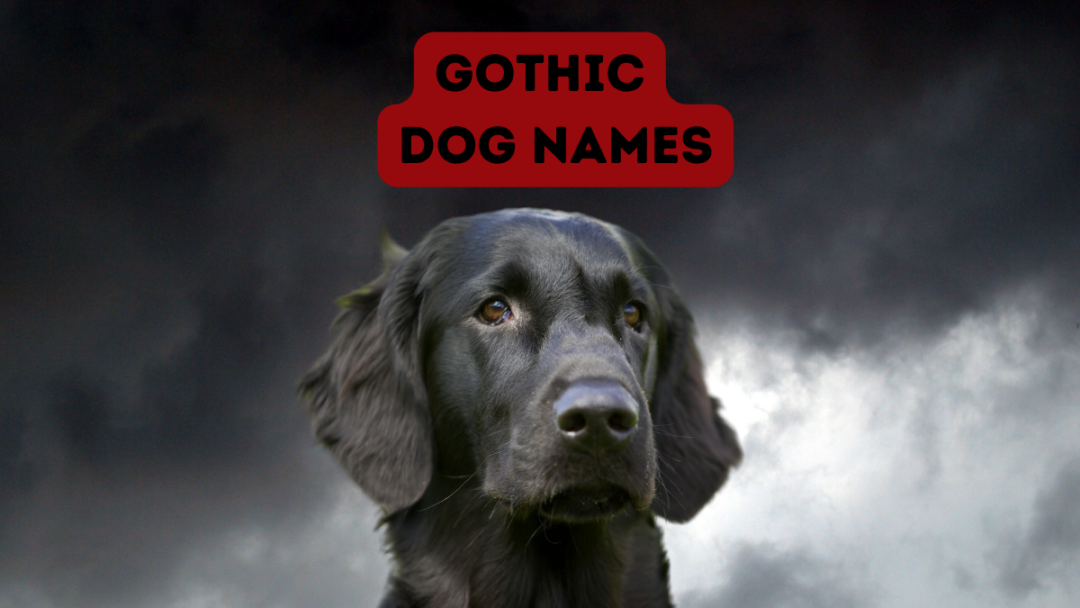 180-goth-dog-names-darkly-romantic-choices-for-your-pup