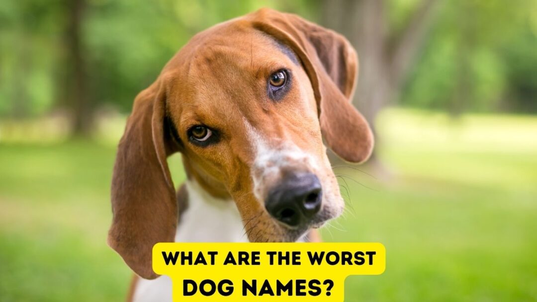 what-are-the-worst-dog-names-inappropriate-dog-names-you-need-to-avoid