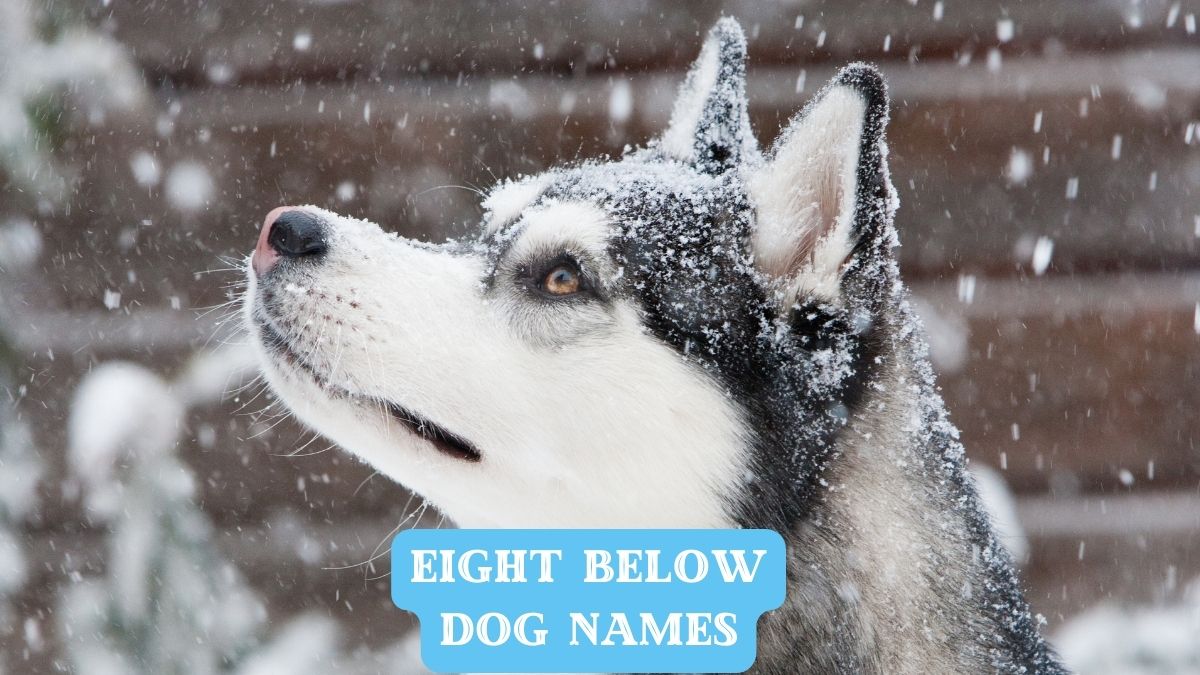Eight Below Dog Names -- From Sled Dogs to Stardom