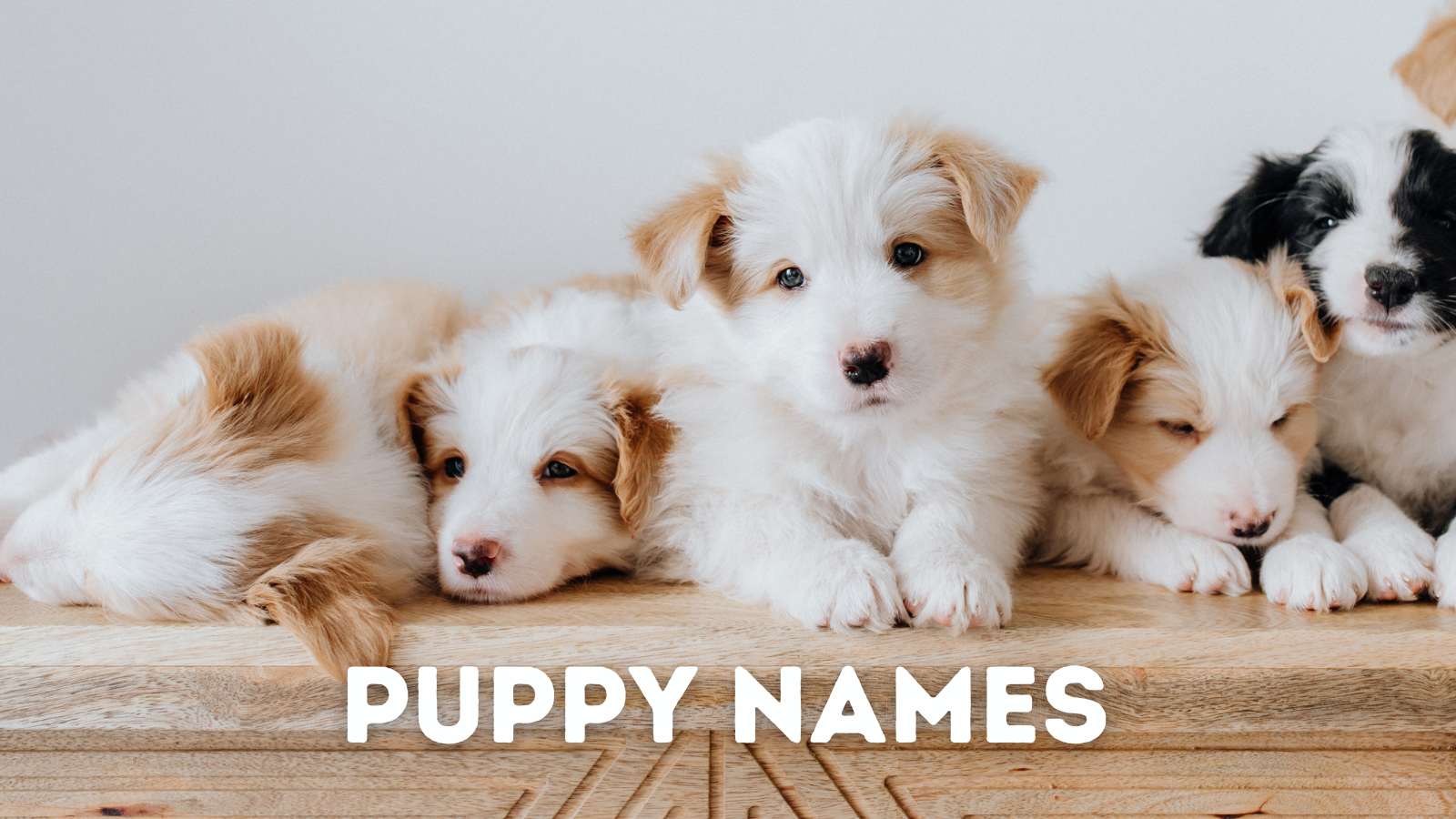 Using a Baby Name That Was a Pet's Name