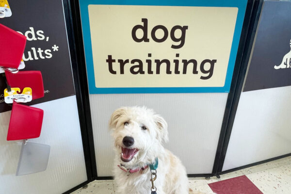 Petco Puppy Training Class Review - Is It Worth It?