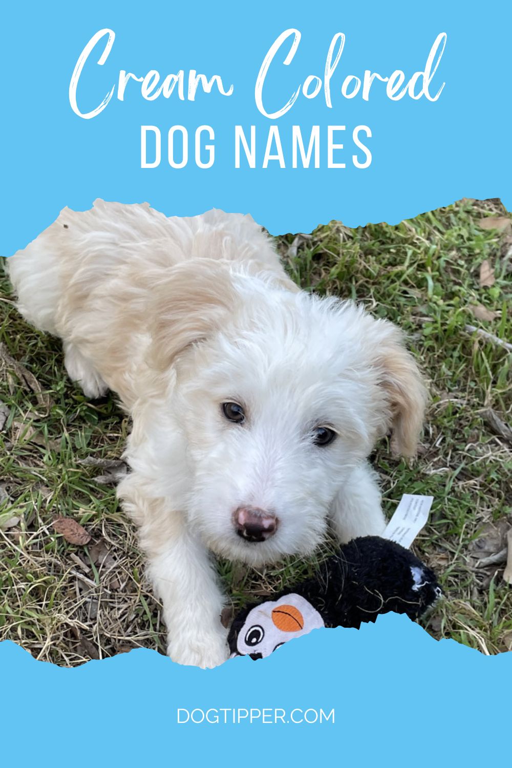 Pinterest Cream Colored Dog Names 