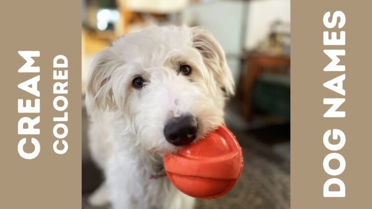 160 Cream Colored Dog Names For Blonde Fur Babies   Pinterest Cream Colored Dog Names1 728x410 