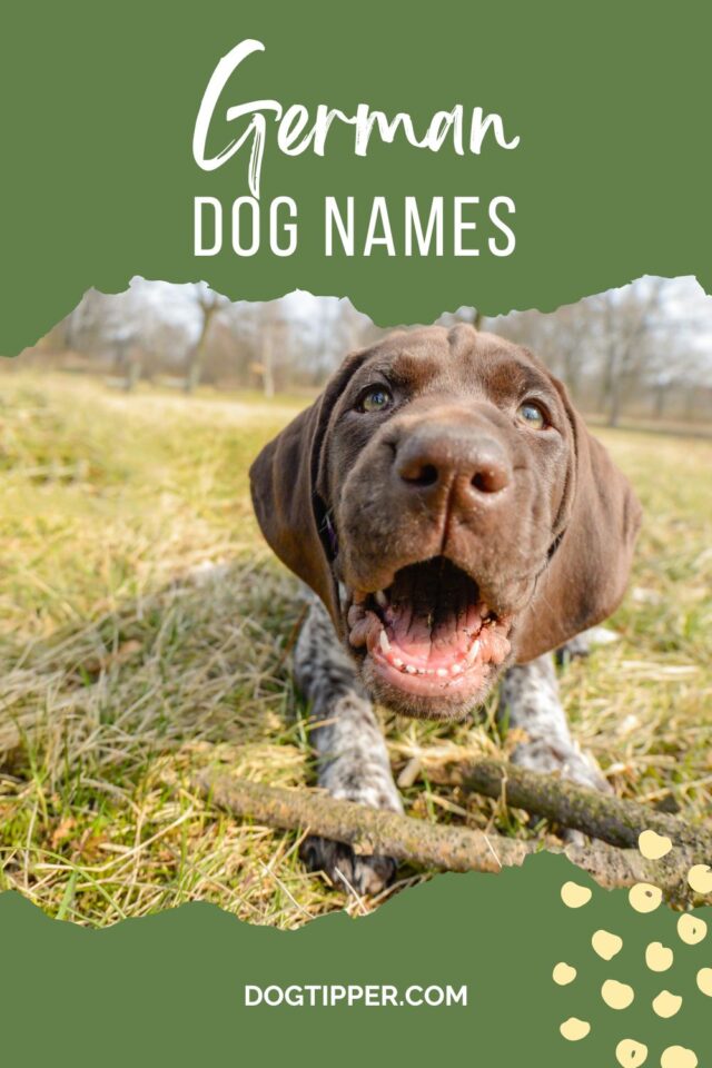 300 German Dog Names for Your New Hund!