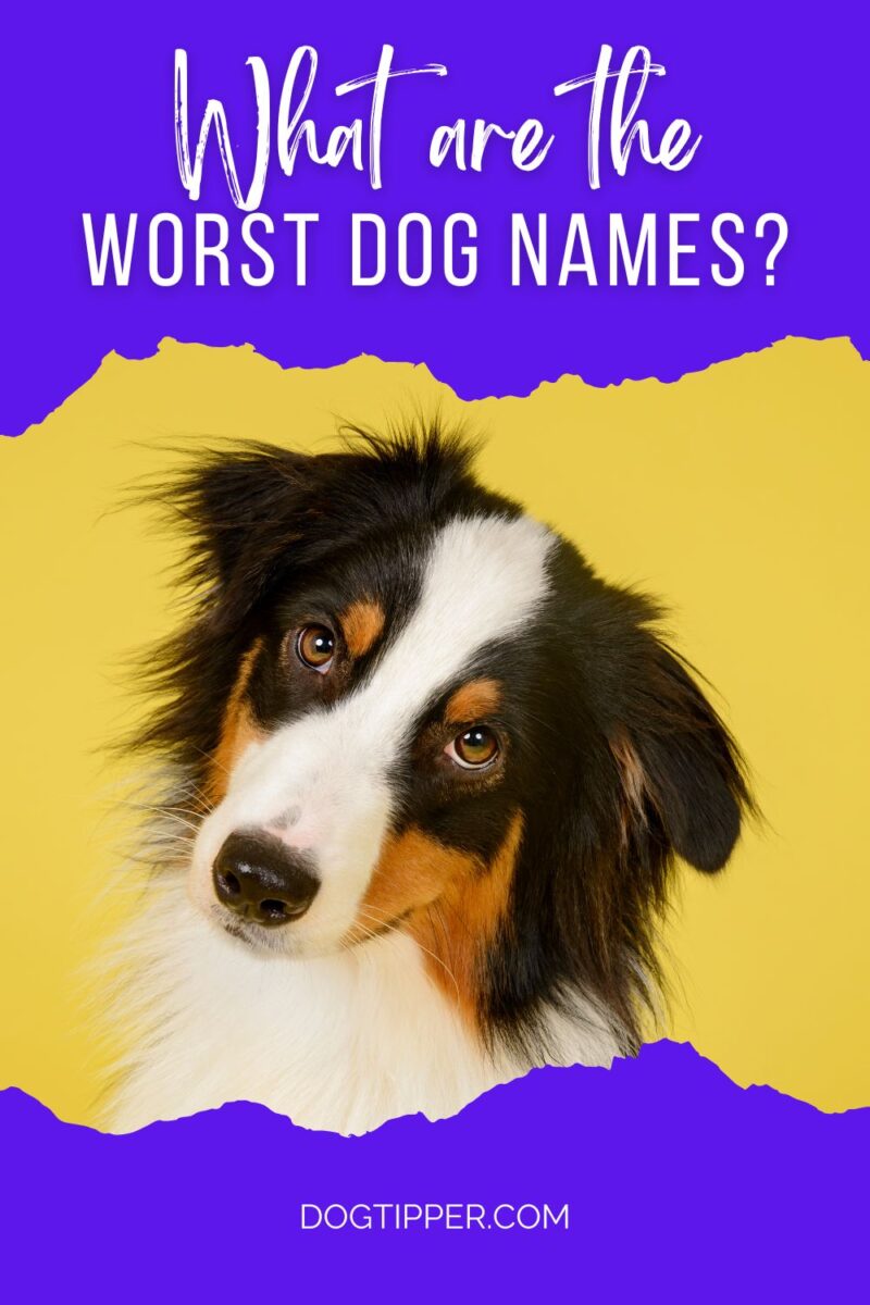 What are the Worst Dog Names? Inappropriate Dog Names You Need to Avoid