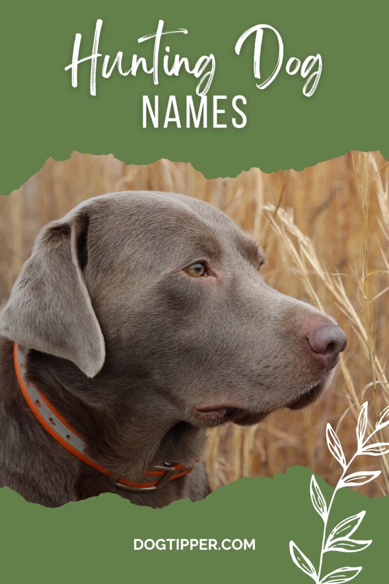 Pinterest Names For Hunting Dogs 800x1200 