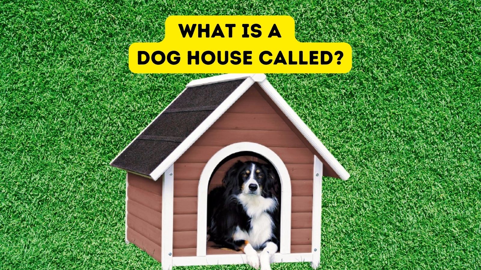 What Is Another Name Of A Dog House 