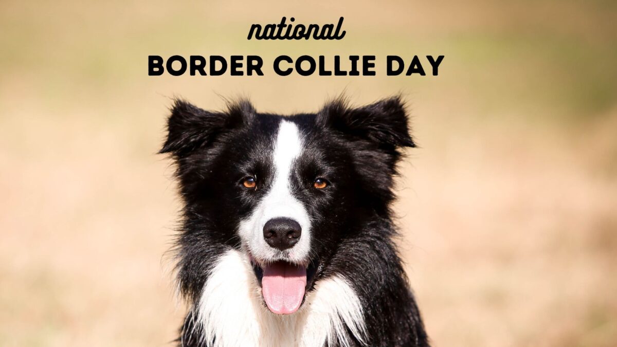 National Border Collie Day Dog Training