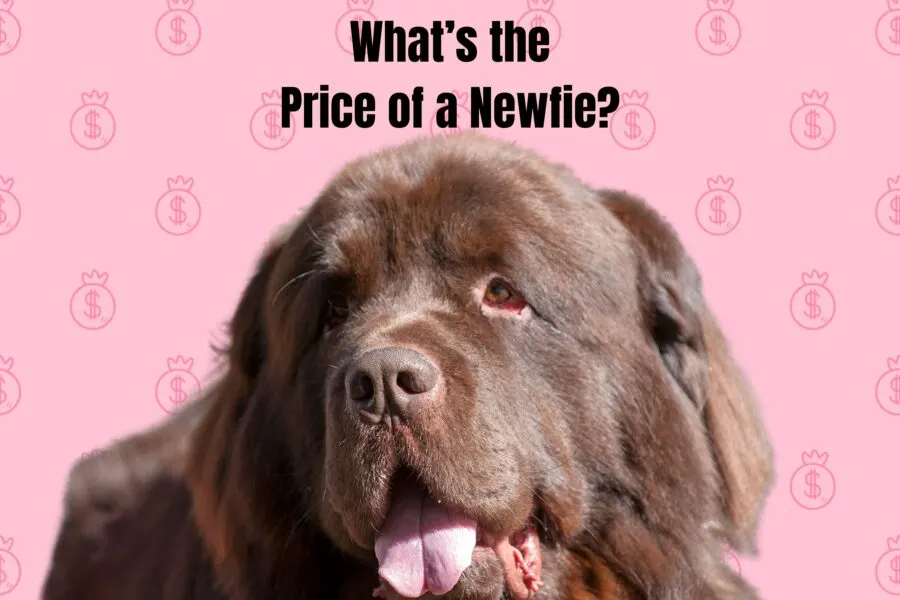 foto de un perro marrón de Terranova mirando hacia la cámara con la lengua colgando;  imagen de fondo de signos de dólar de color rosa.  ¿Cuál es el precio de un Newfie? está en la parte superior de la imagen.