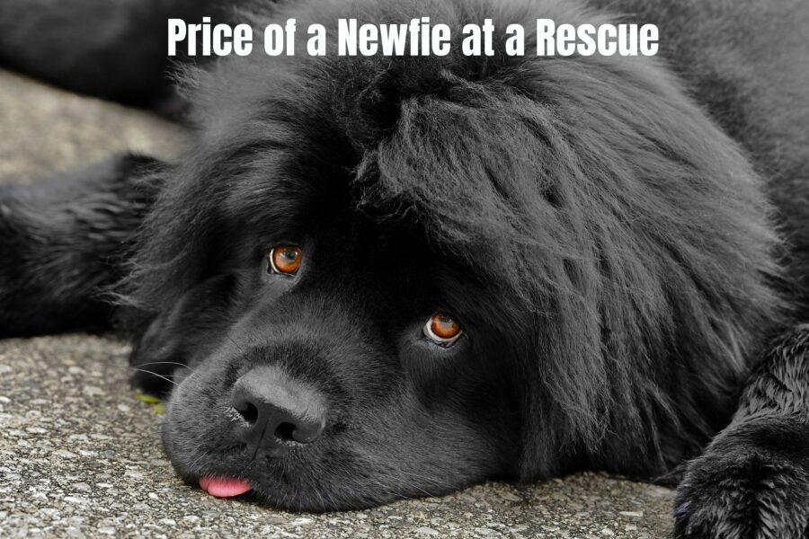 Foto de la cara de un cachorro de Terranova negro.