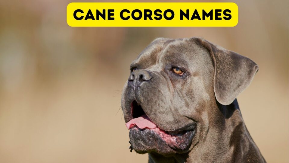 strong male dog names for cane corso        
        <figure class=